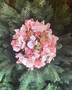 Dry Look Pink Hydrangea Stem