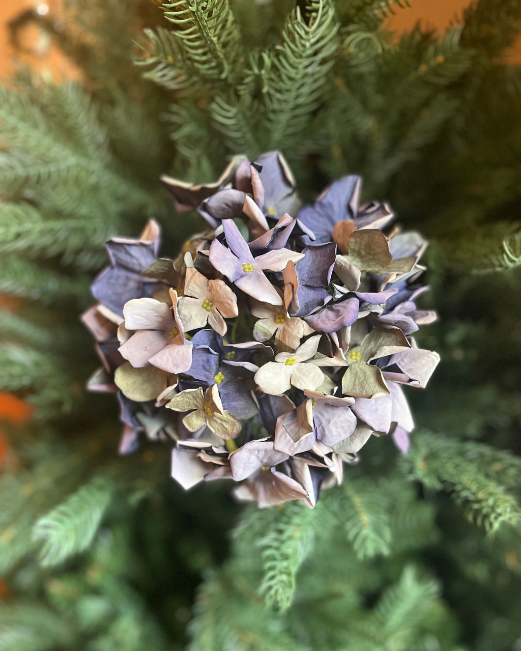 Dry Look Blue Hydrangea Stem