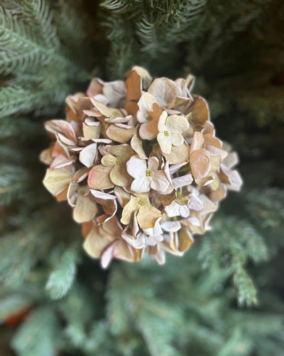 Dry Look Coffee Hydrangea Stem