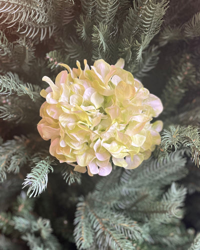 Green Hydrangea Stem