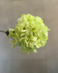 Green Hydrangea Stem