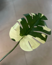 Load image into Gallery viewer, Monstera Variegata Leaf